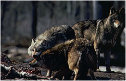 Several wolves feeding on downed animal