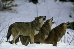 Pack of wolves howling