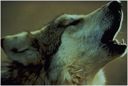 Closeup of wolf barking