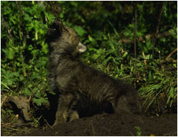 Pup, howling