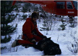 Man in snowy woods with immobilized wolf, helicopter nearby