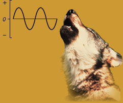 Diagram of sound wave next to photo of wolf howling