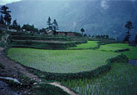 Rice paddies