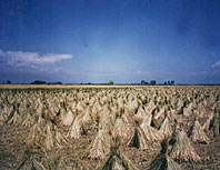 Wheat sheaves