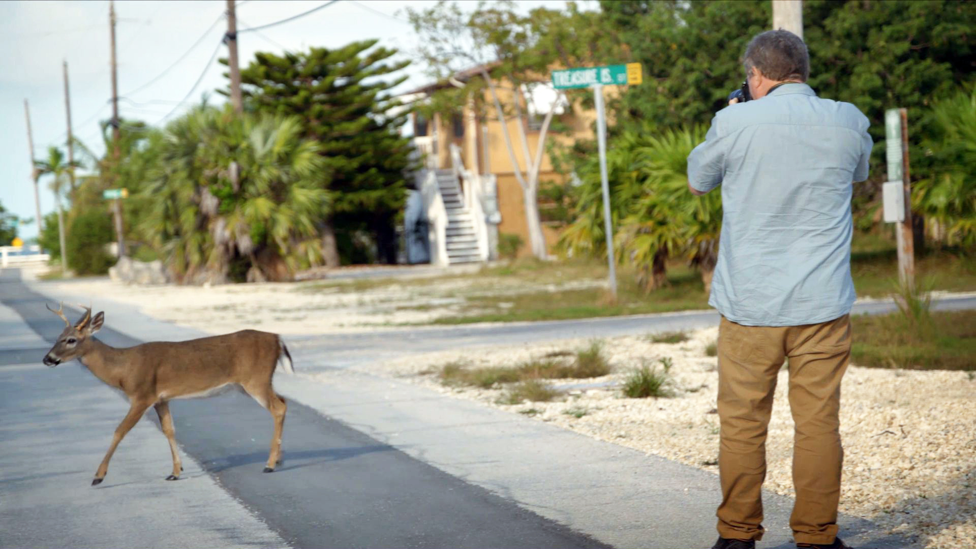 Creature Clip: Florida Key Deer