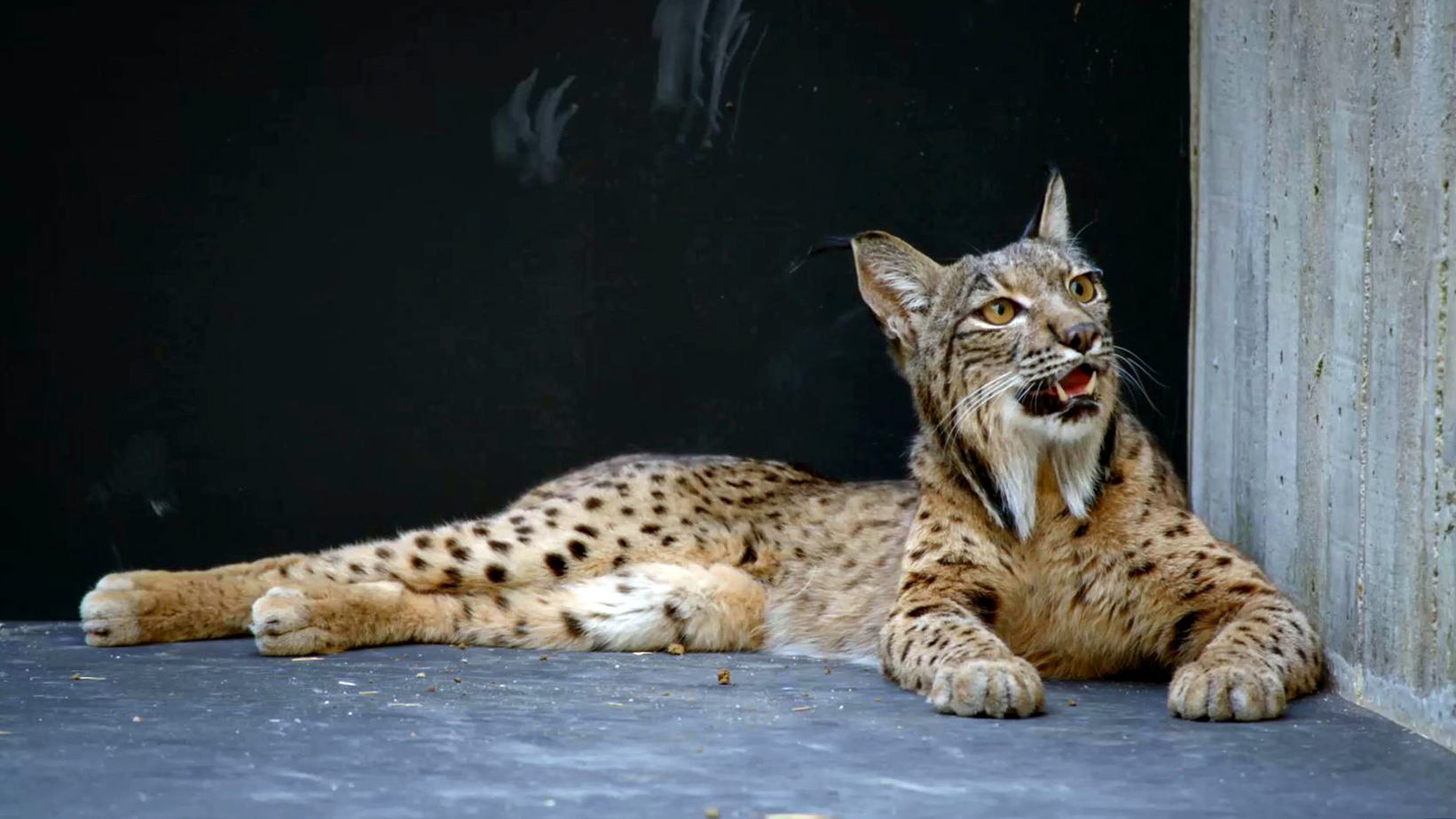 Creature Clip: Iberian Lynx