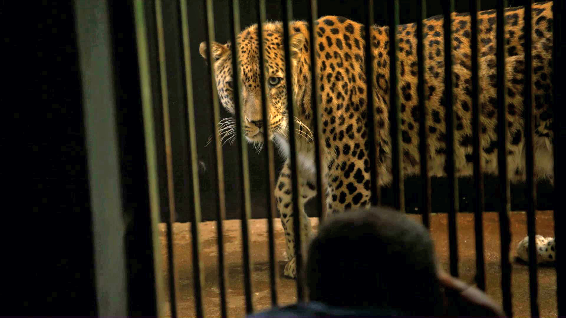 Creature Clip: Persian Leopard - 1:52 - This rare Persian leopard was the 5,000th animal to board Joel Sartore's Photo Ark.