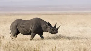 A lone Western Black Rhino